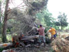 ...more cedar tree removal