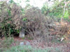 ...cedar tree damaged by 2004 ice storm...